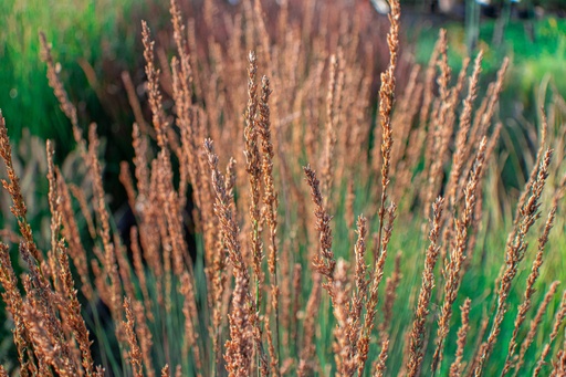 Molinia caerulea 'Moorhexe'