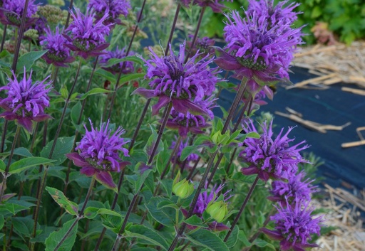 Monarda hybride 'Scorpion'