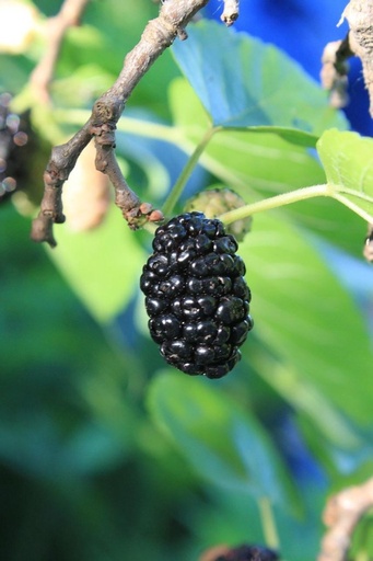 Morus rotundifolia 'Mojo Berry'