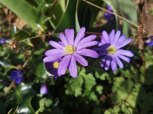 Anemone blanda 'Blue Shades'