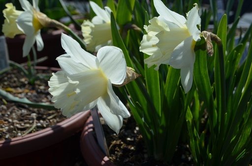 Narcissus Grp. trompette 'Mount Hood'
