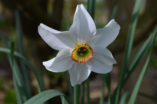 Narcissus poeticus var. recurvus