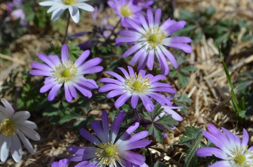 Anemone blanda 'Charmer'