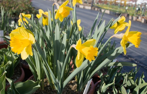 Narcissus trompette 'Dutch Master'