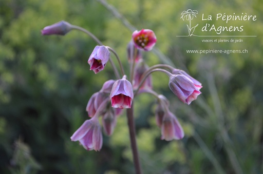 Allium siculum
