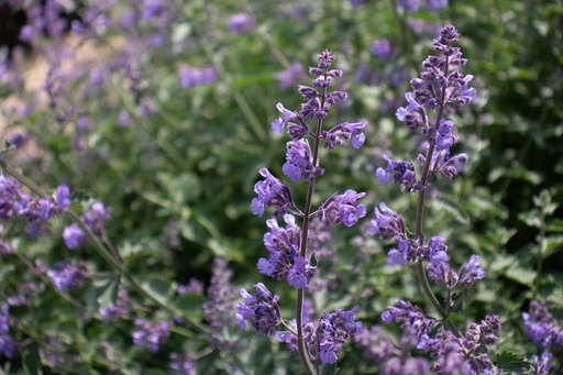 Nepeta faassenii (x) 'Walker's Low'