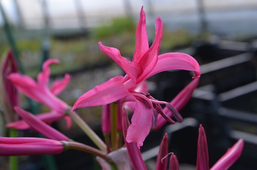 Nerine bowdenii