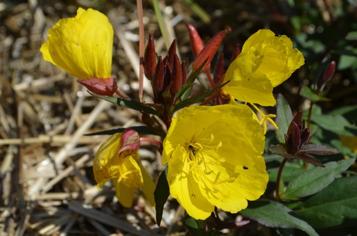 Oenothera fruticosa 'Sonnenwende'