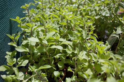 Origanum majorana