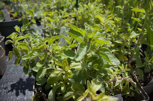 Origanum vulgare ssp. hirtum