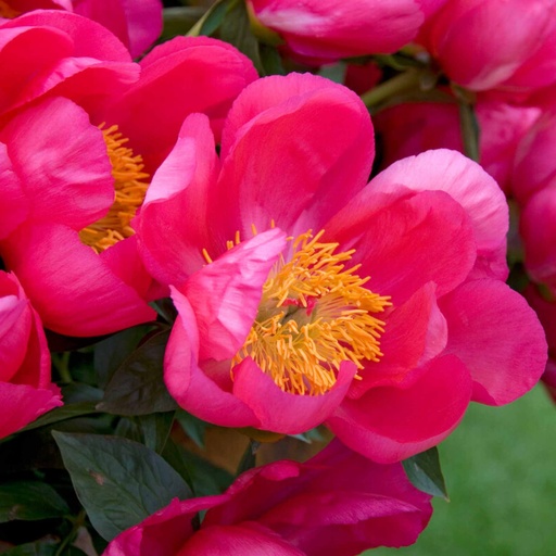 Paeonia lactiflora 'Flame'