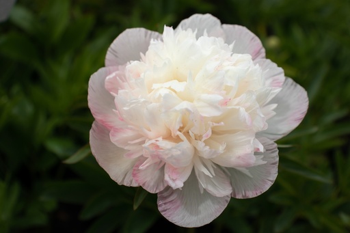 Paeonia officinalis 'Alba Plena'