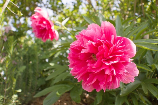 Paeonia officinalis 'Rosea Plena'