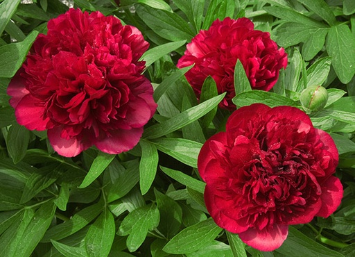 Paeonia officinalis 'Rubra Plena'