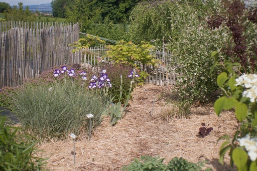 Paillage de Miscanthus