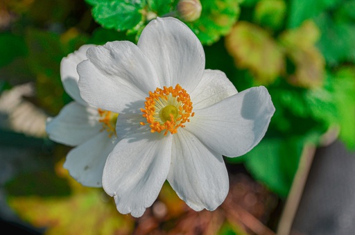 Anemone hybrida 'Honorine Jobert'