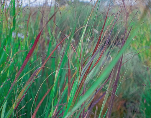 Panicum virgatum 'Shenandoah'