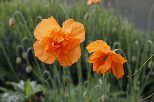 Papaver lateritium 'Flore Pleno'