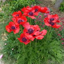 Papaver orientale 'Beauty of Livermere'