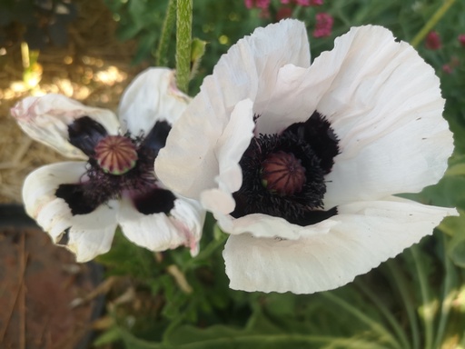Papaver orientale 'Royal Wedding'