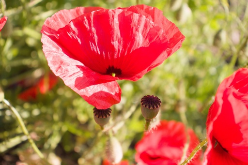 Papaver rhoeas