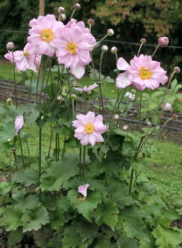 Anemone hybrida 'Königin Charlotte'