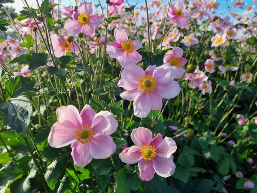Anemone hybrida 'Königin Charlotte'