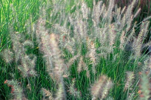 Pennisetum alopecuroides 'Little Bunny'
