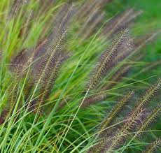 Pennisetum viridescens