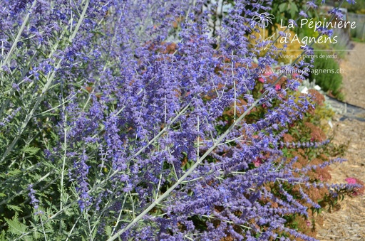 Perovskia atriplicifolia 'Blue Spire'