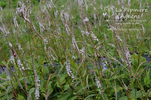 Persicaria amplexicaulis 'Alba'