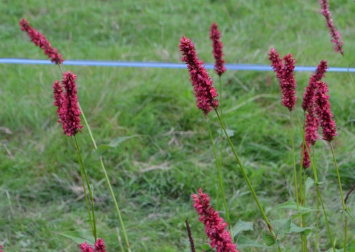 Persicaria amplexicaulis 'Fat Domino'