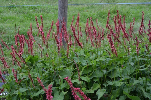 Persicaria amplexicaulis 'Orange Field'