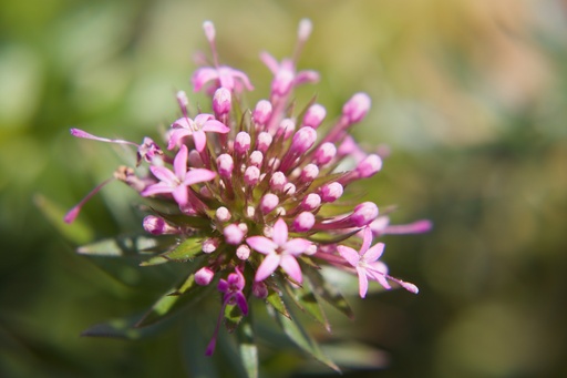 Phuopsis stylosa