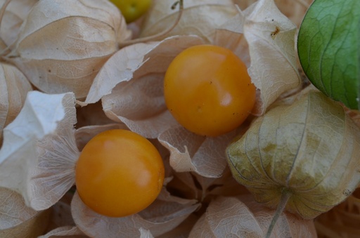 Physalis peruviana