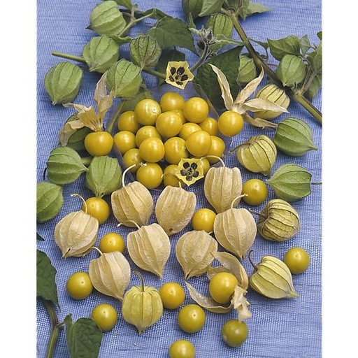Physalis peruviana