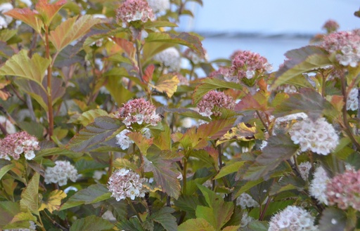 Physocarpus opulifolius 'Caramel'