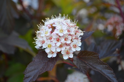 Physocarpus opulifolius 'Diable d'Or'