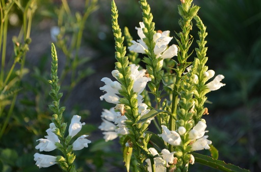 Physostegia virginiana 'Summer Snow'