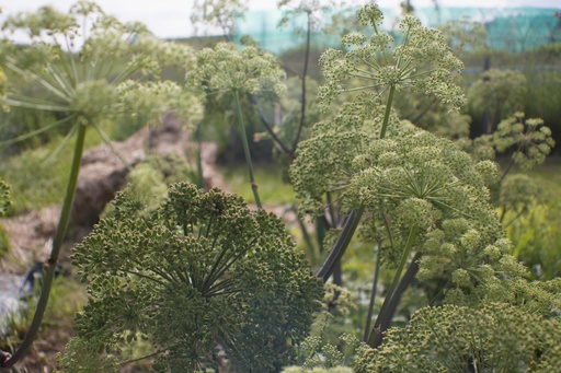 Angelica archangelica
