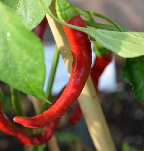 Piment de Cayenne