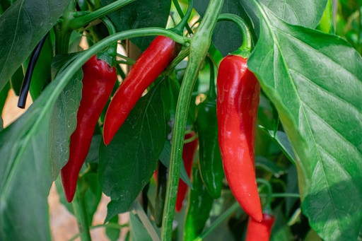 Piment doux 'De Padron'