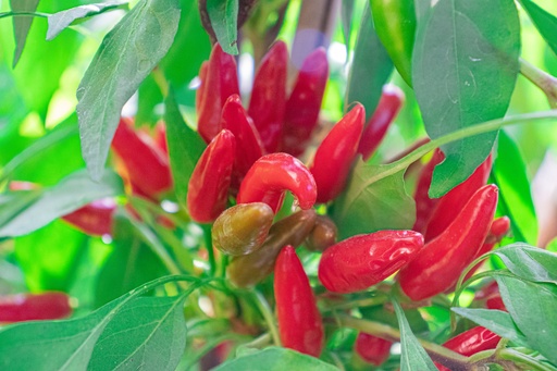 Piment très fort 'Fortissimo'