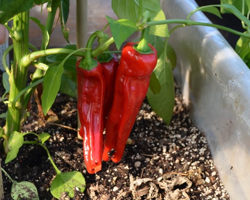 Poivron grands fruits doux 'Corne de taureau rouge'