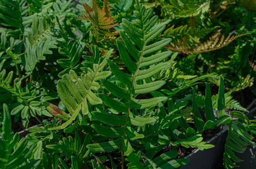 Polypodium vulgare