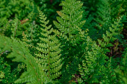 Polystichum setiferum 'Herrenhausen'
