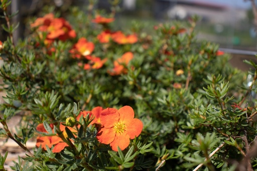 Potentilla fruticosa 'Red Ace'