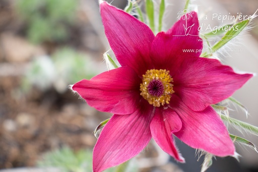 Pulsatilla vulgaris 'Rubra'