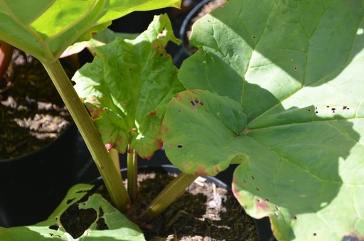 Rheum rhabarbarum 'Canadian Red'