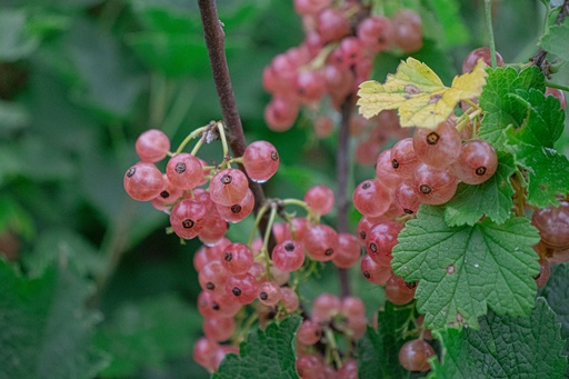 Ribes (3) rubrum 'Gloire des Sablons'